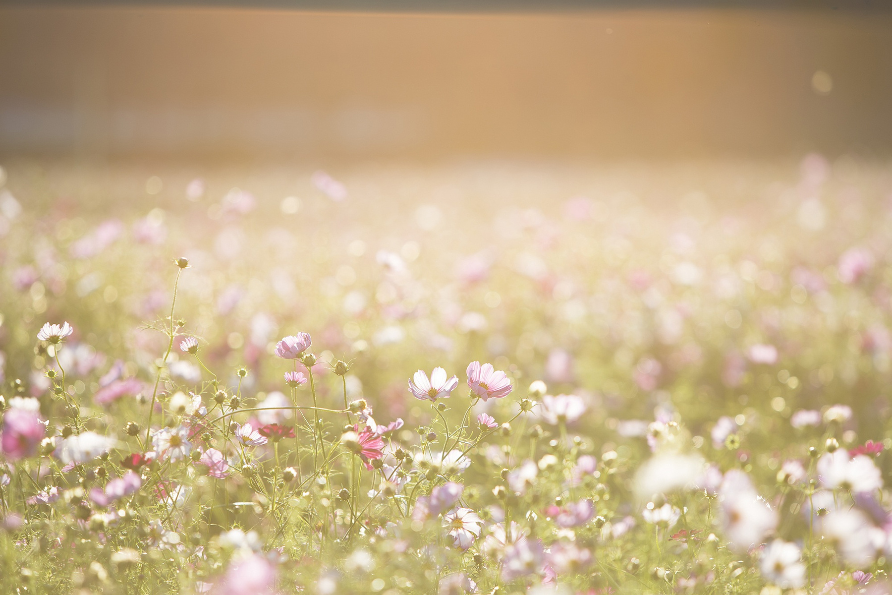 Field of Cosmos Flowers